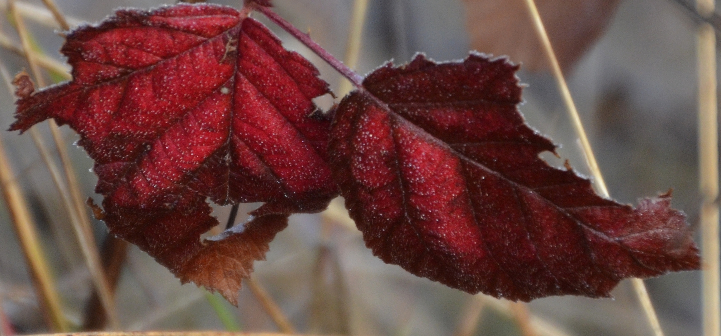 * les feuilles d'automne *