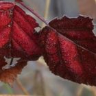 * les feuilles d'automne *