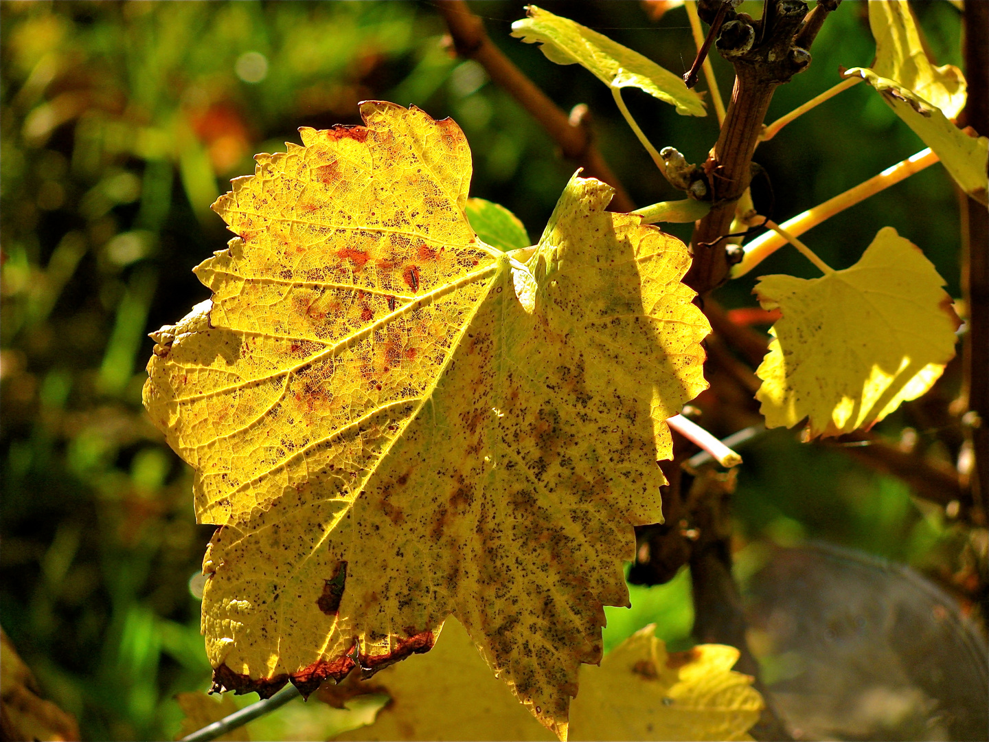 ...les feuilles de la vigne  !!!...