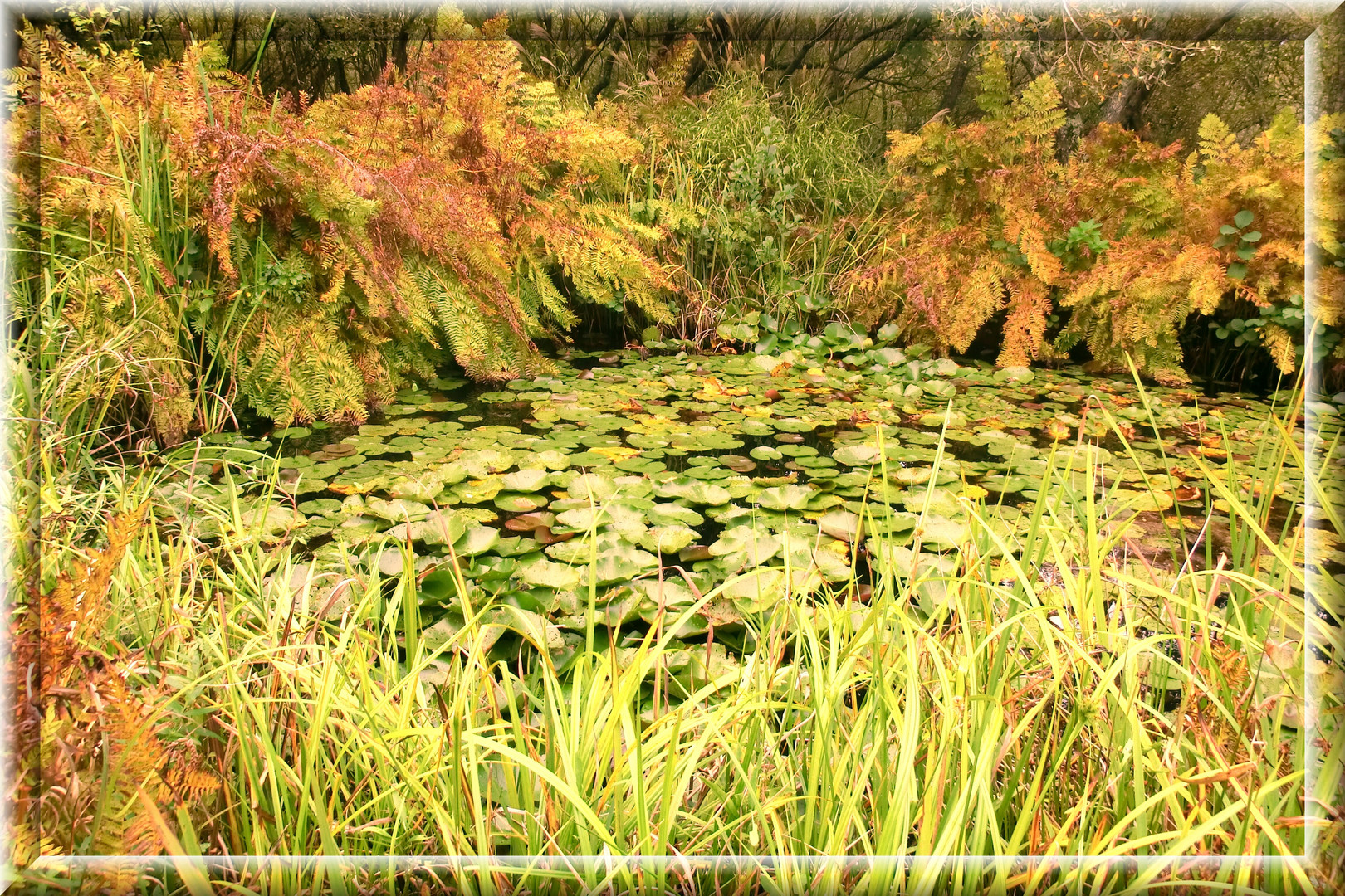 les feuilles de l'automne...