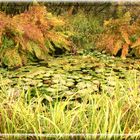 les feuilles de l'automne...