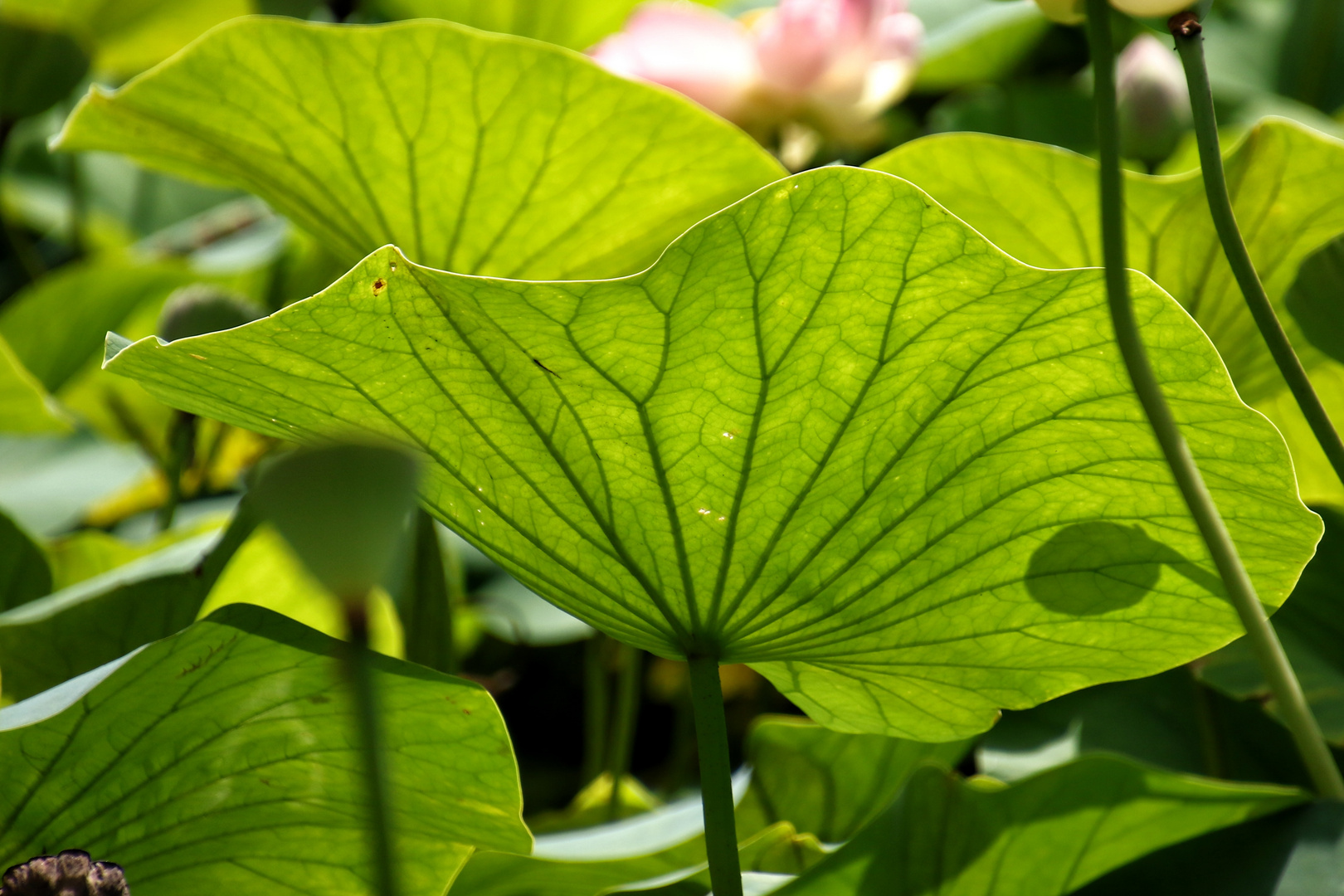 les feuilles de lotus !