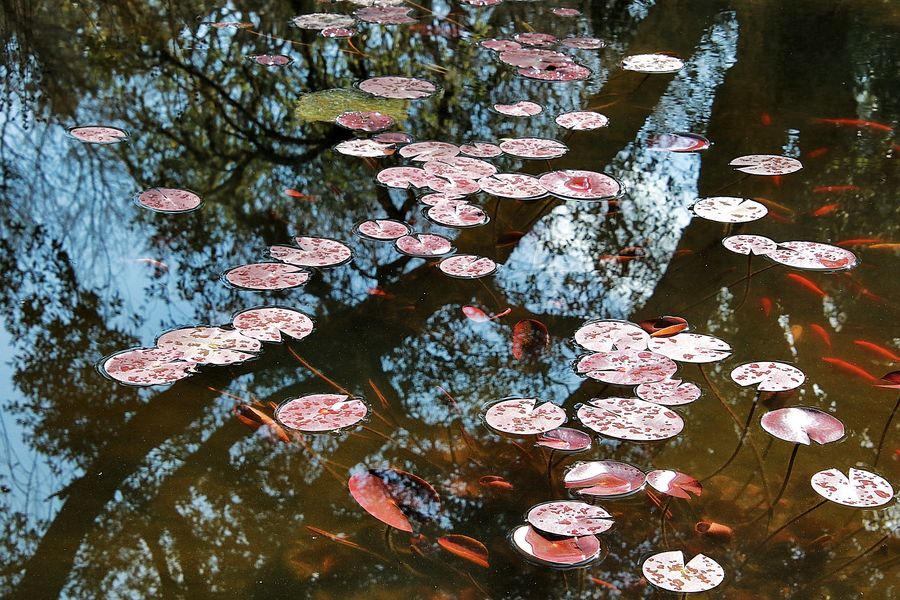 les feuilles de nénuphar