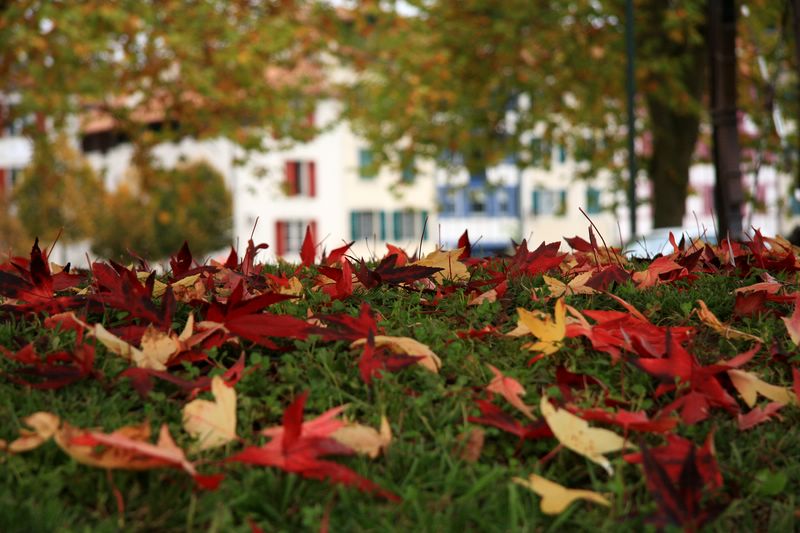 Les feuilles de ramasse ...