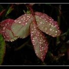 " Les feuilles de rosier sous la pluie "