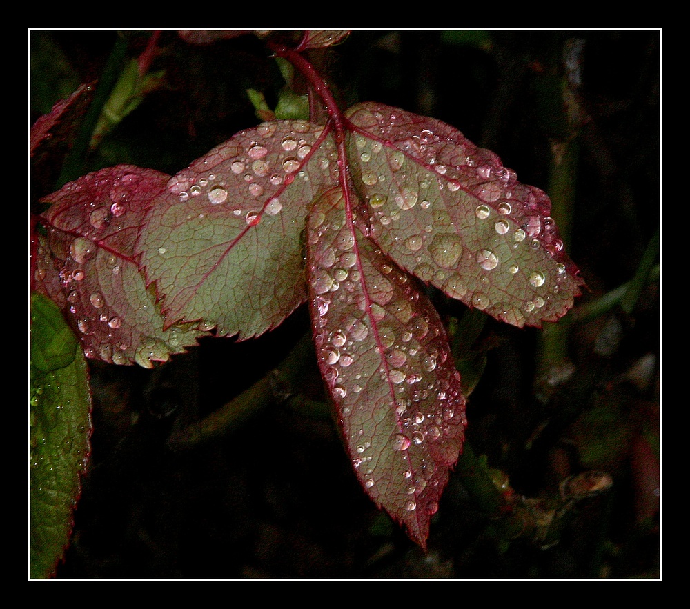 " Les feuilles de rosier sous la pluie "