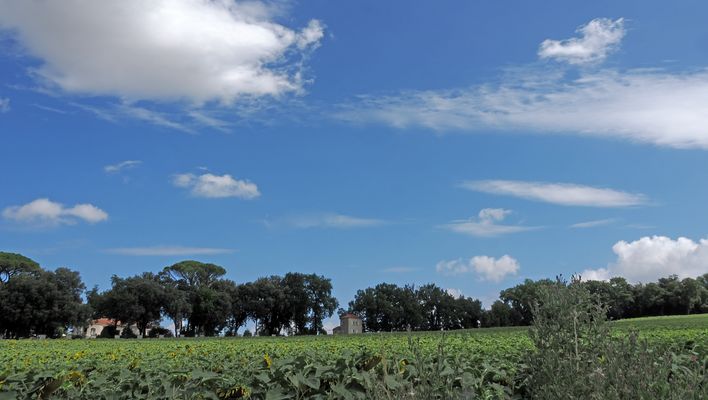 Les feuilles de tournesol