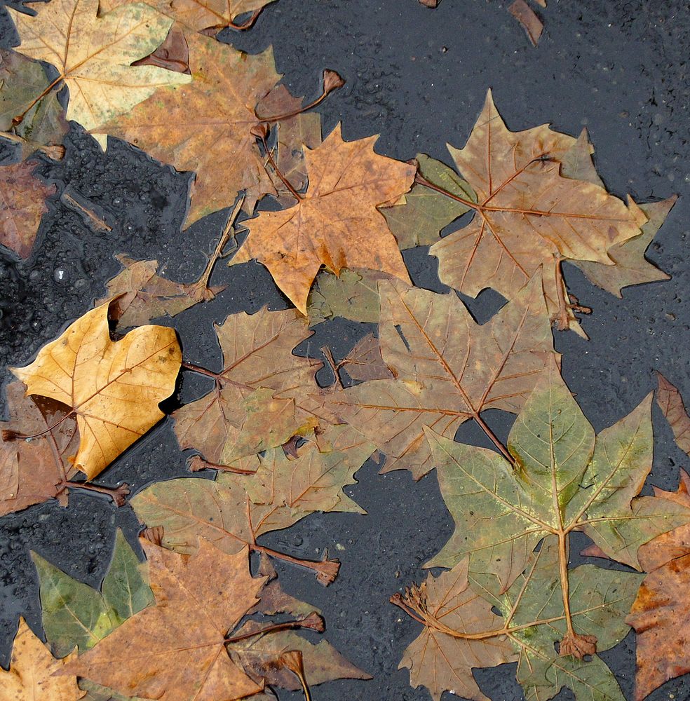 les feuilles des platanes