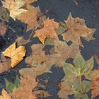 les feuilles des platanes