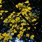 Les feuilles d'or - 