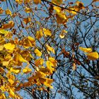 Les feuilles d'or 