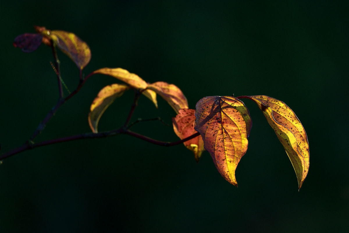 les feuilles d'or