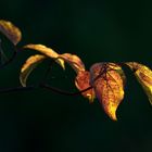 les feuilles d'or