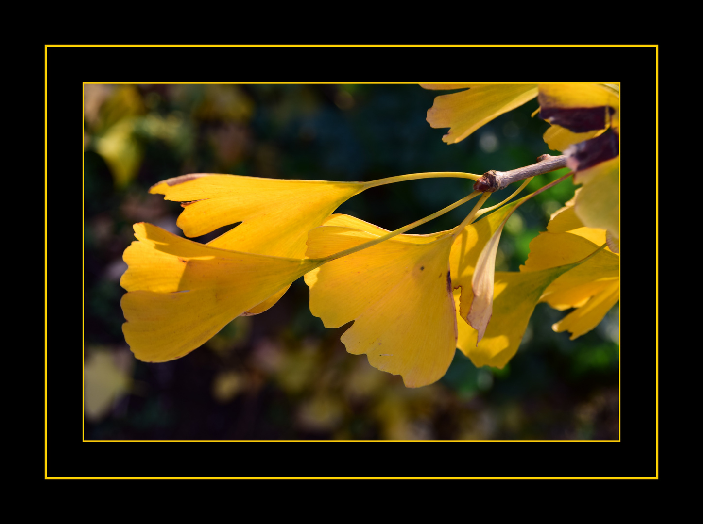 les feuilles du  Ginkgo