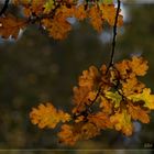 Les feuilles du grand chêne