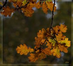 Les feuilles du grand chêne