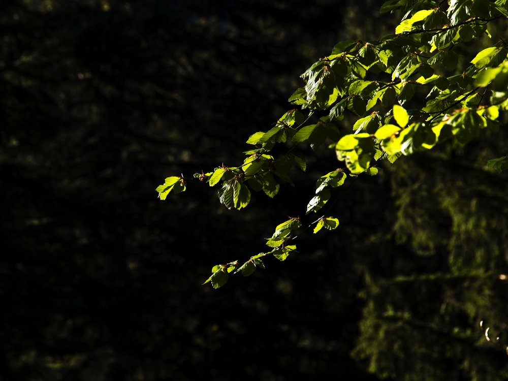 Les feuilles du printemps II