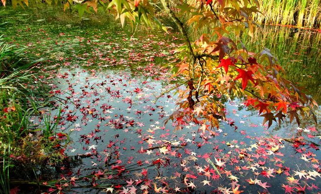 Les feuilles en automne