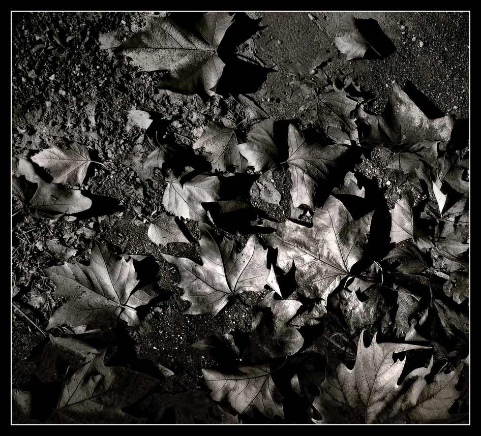 Les Feuilles Mortes