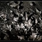 Les Feuilles Mortes