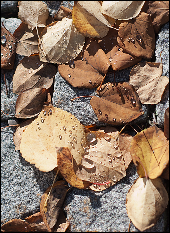 les feuilles mortes