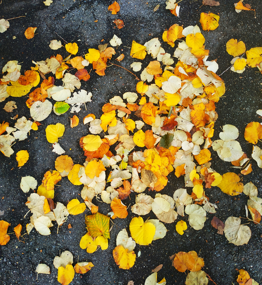 Les feuilles mortes...