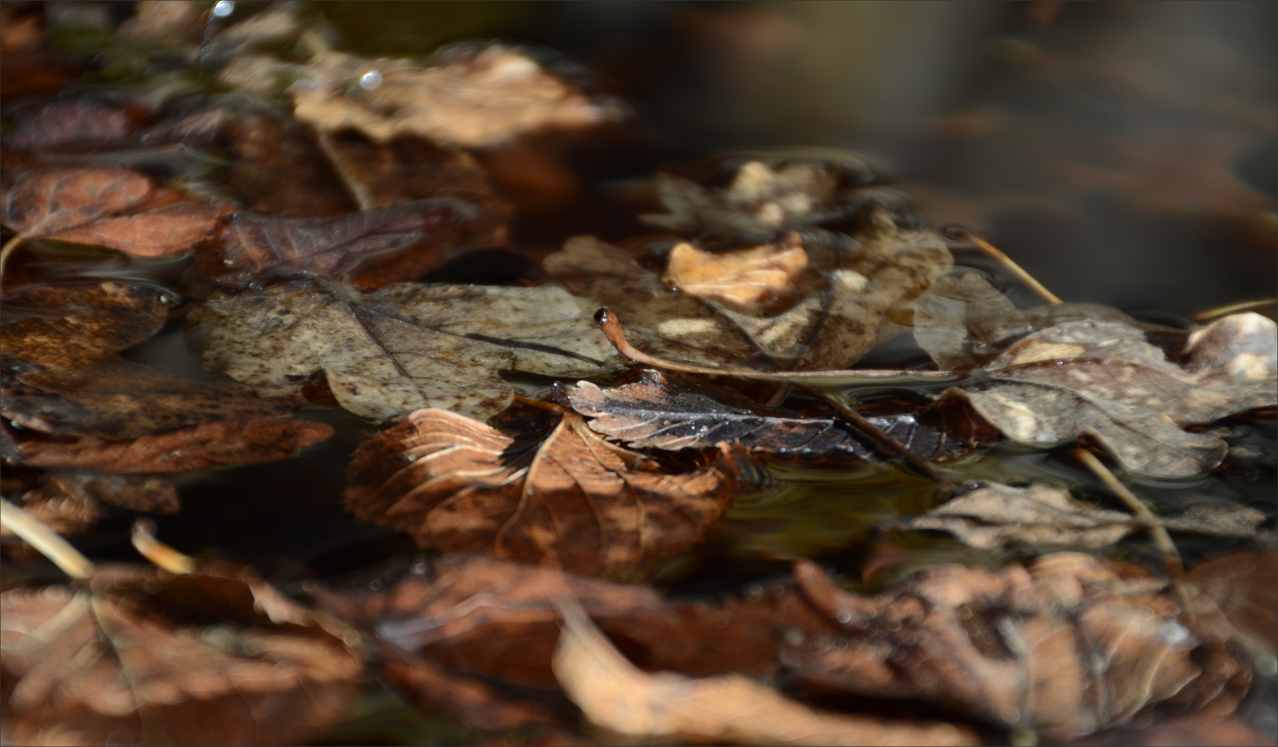 * les feuilles mortes *