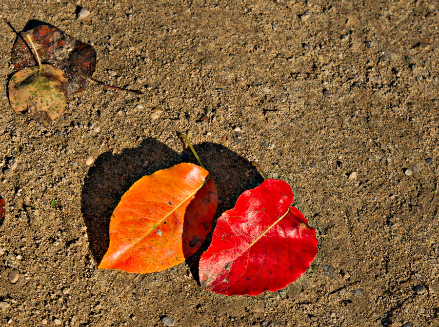 Les feuilles mortes