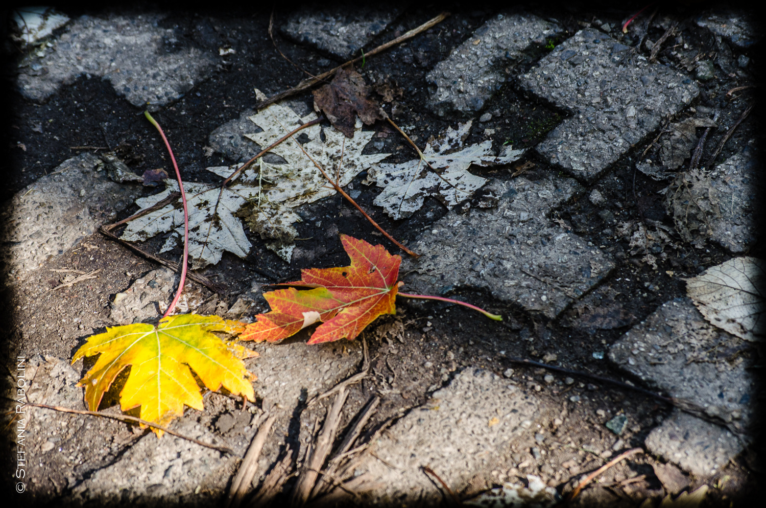 Les Feuilles Mortes