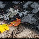 Les Feuilles Mortes