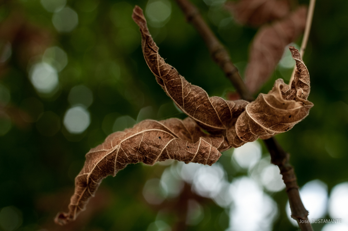 Les feuilles mortes ....