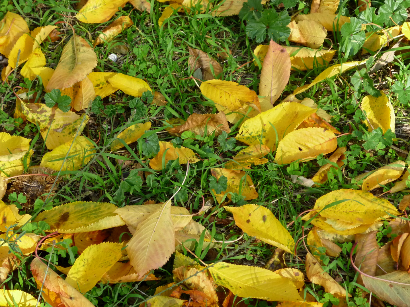 les feuilles mortes