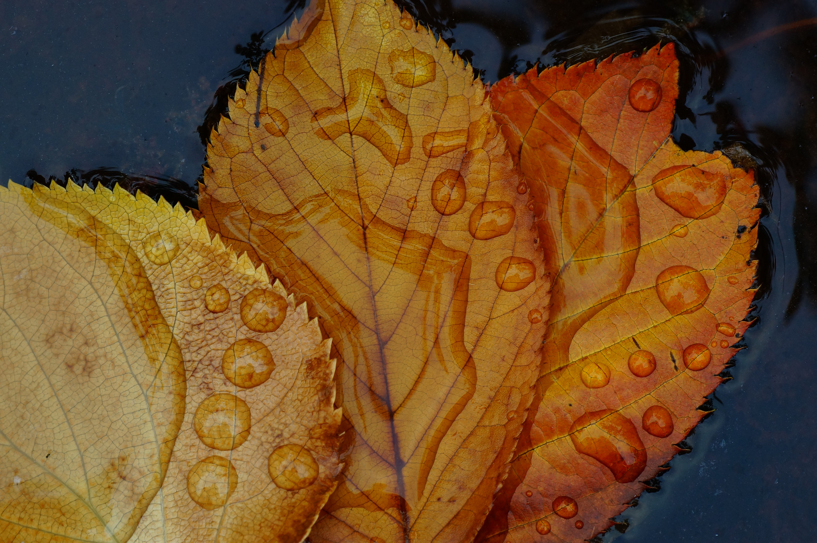 Les feuilles mortes