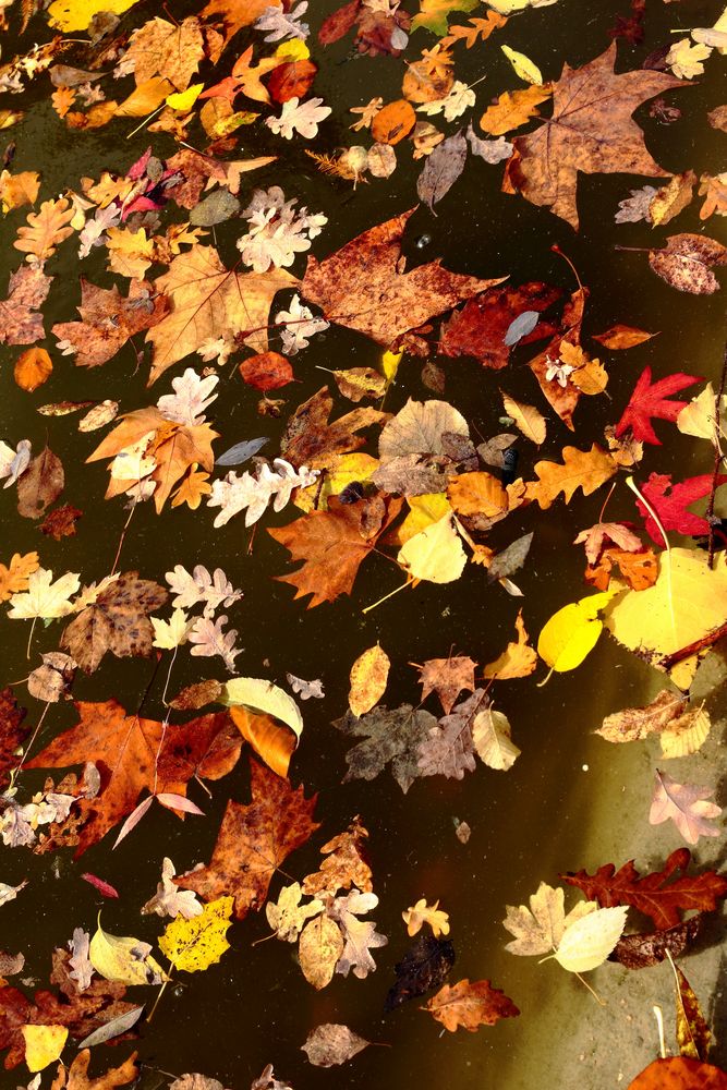 les feuilles mortes  