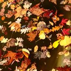 les feuilles mortes  