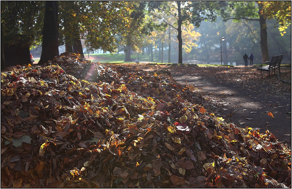 Les feuilles mortes se ramassent à la pelle