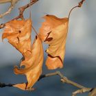 les feuilles mortes se ramassent a la pelle