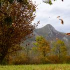  * les feuilles mortes s'envolent à l'automne *