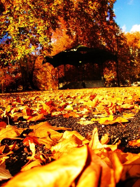 les feuilles prennent une couleur dorée