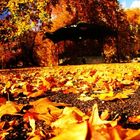 les feuilles prennent une couleur dorée