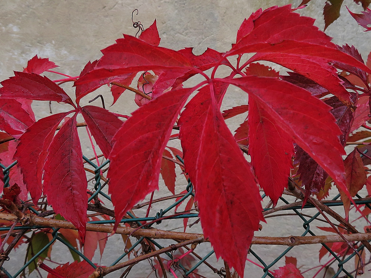 les feuilles rouges !