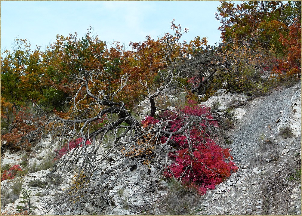 *les feuilles rouges*