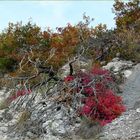 *les feuilles rouges*