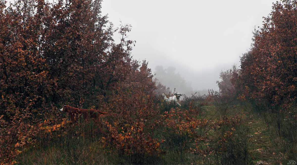 Les feuilles rousses des chênes blancs .