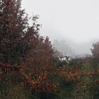 Les feuilles rousses des chênes blancs .