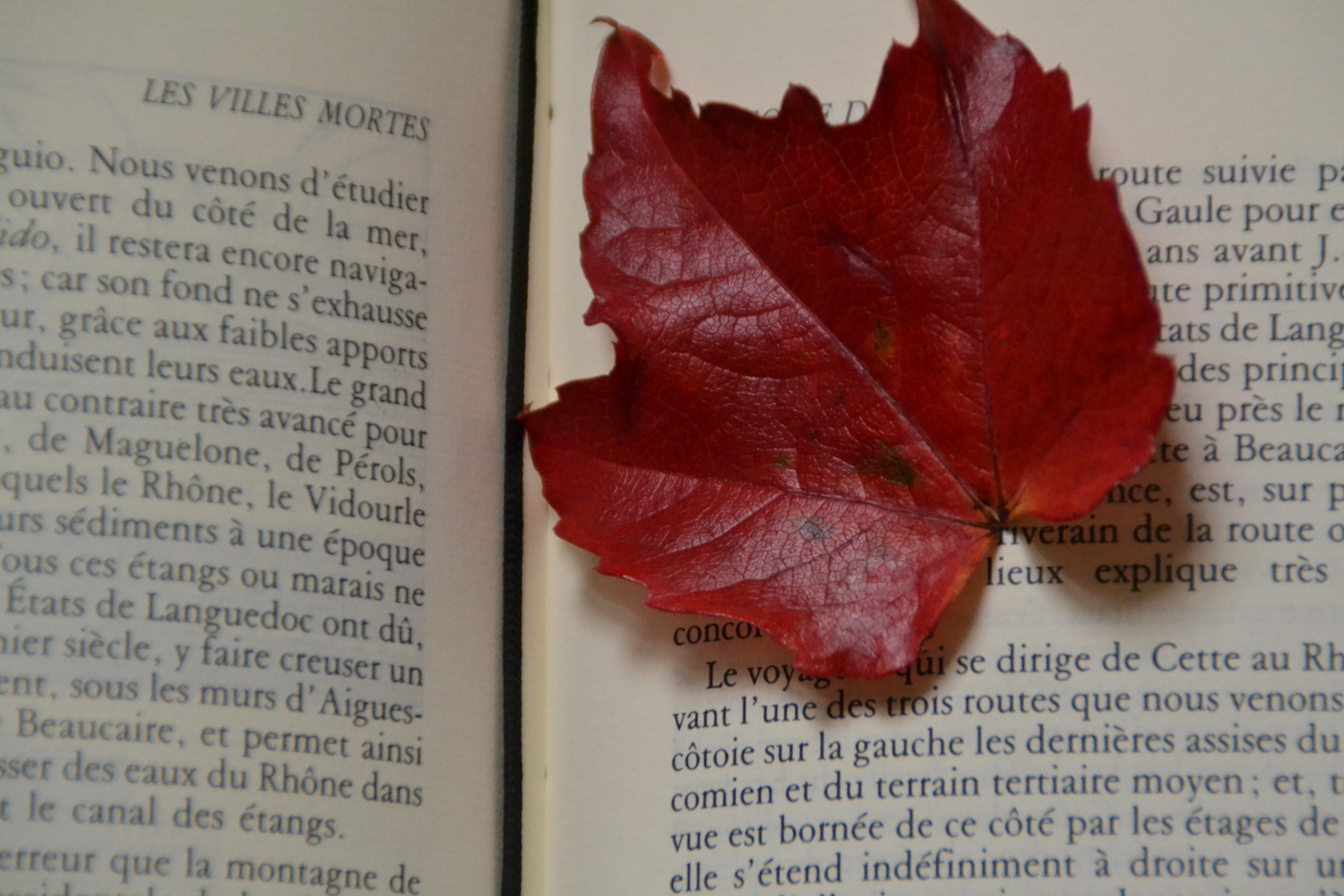 les feuilles s'envolent et les maux restent!!!!