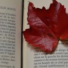 les feuilles s'envolent et les maux restent!!!!