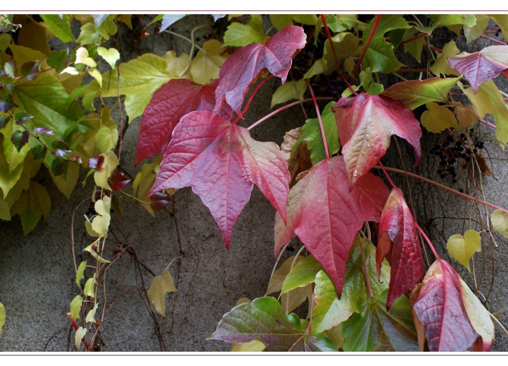 les feuilles sur le vieux mur