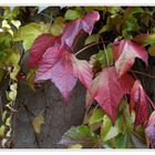 les feuilles sur le vieux mur