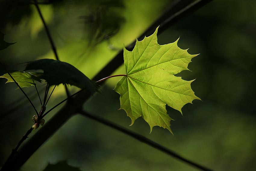 Les feuilles vivantes